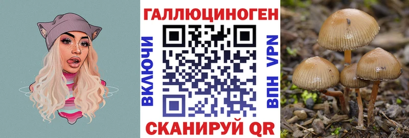 Псилоцибиновые грибы Psilocybe купить наркоту Лихославль